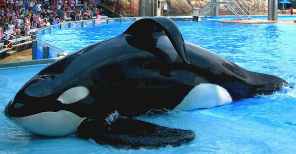 tilikum2