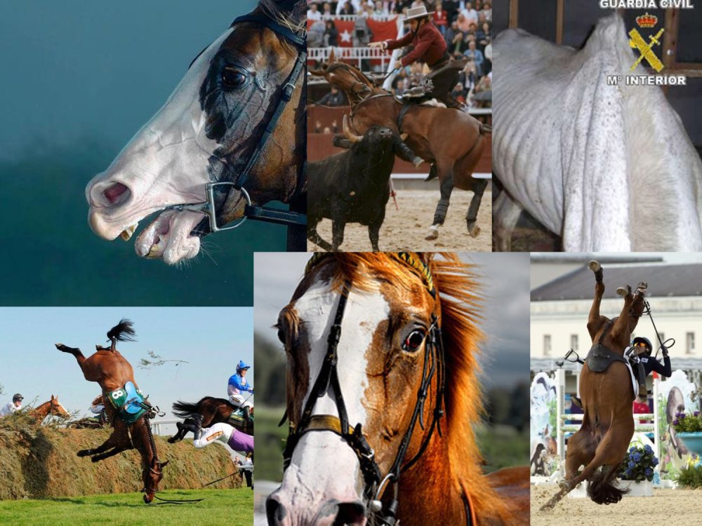 o_f0053800d00f0492_004