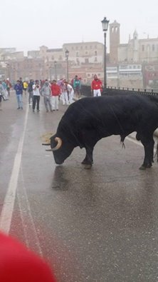 14322761_1286192878077601_1763134810083358547_n