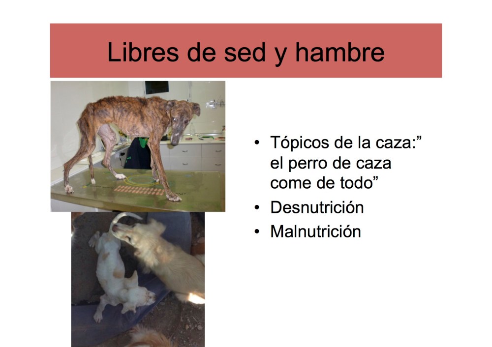 avatma-presentacion-pequenita4