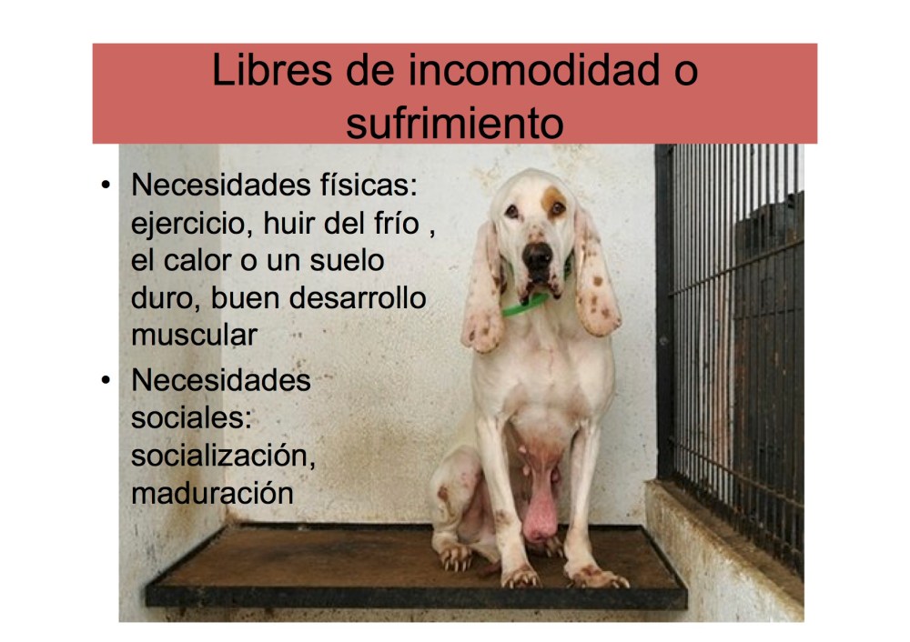 avatma-presentacion-pequenita6