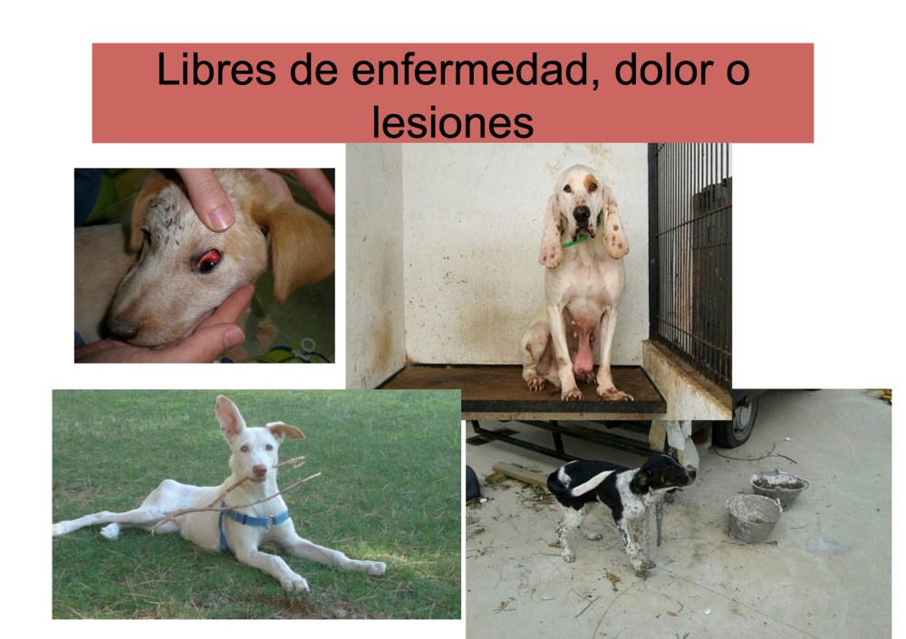 avatma-presentacion-pequenita8