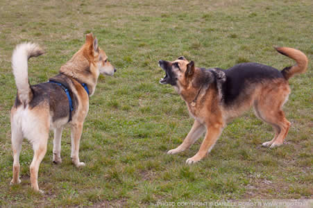 perroestresadoevitacion