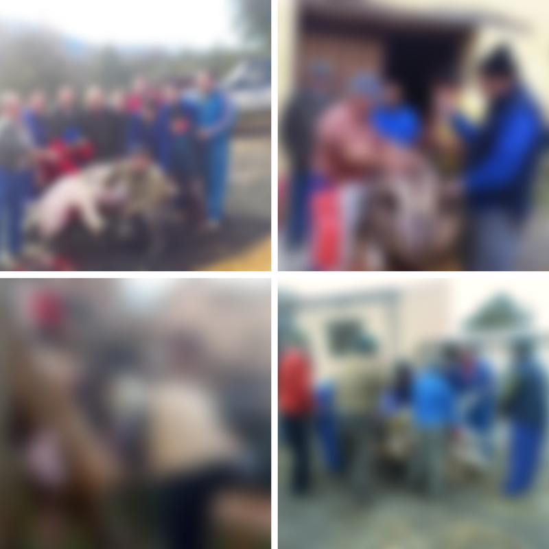 matanza domiciliaria del cerdo