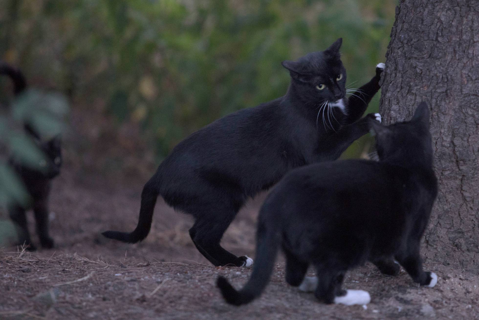 1538580476_304866_1538584540_sumario_normal_recorte1